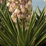 Las yucas más bellas