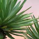 Cultivar yuca en macetas