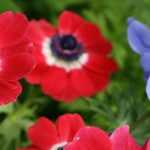 Cultivar la anémona de jardín en macetas