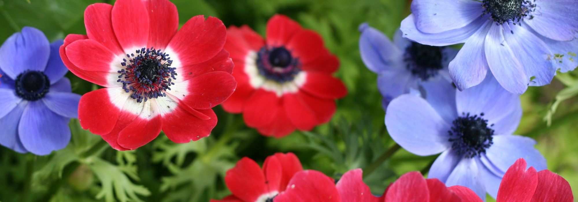 Cultivar la anémona de jardín en macetas