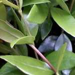 9 arbustos para setos en suelo seco