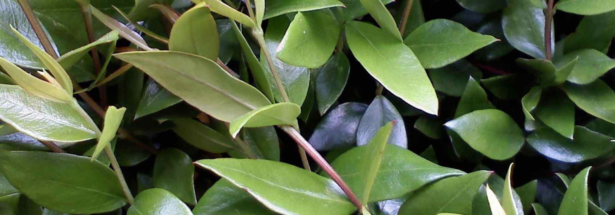 9 arbustos para setos en suelo seco