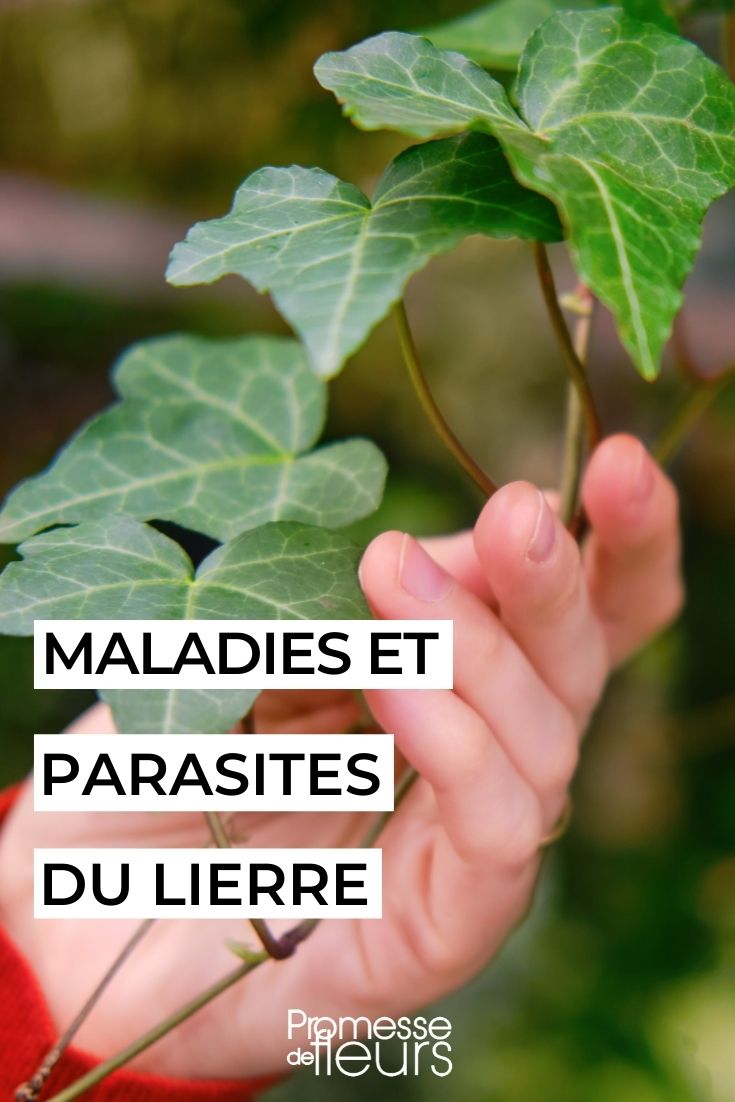 enfermedades y plagas de la hiedra