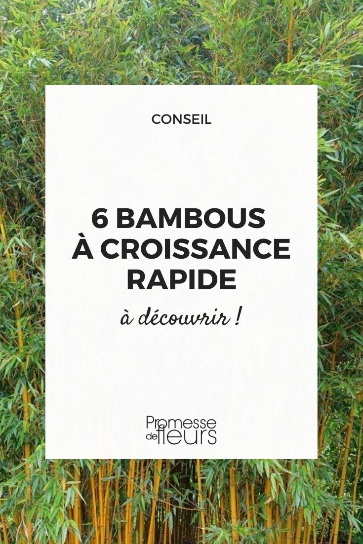 bambúes de crecimiento rápido