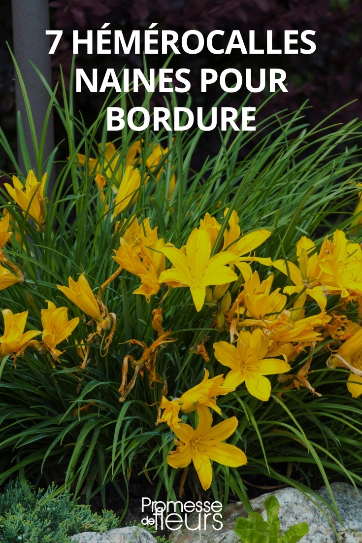 Hemerocallis hemerocalle de tamaño pequeño