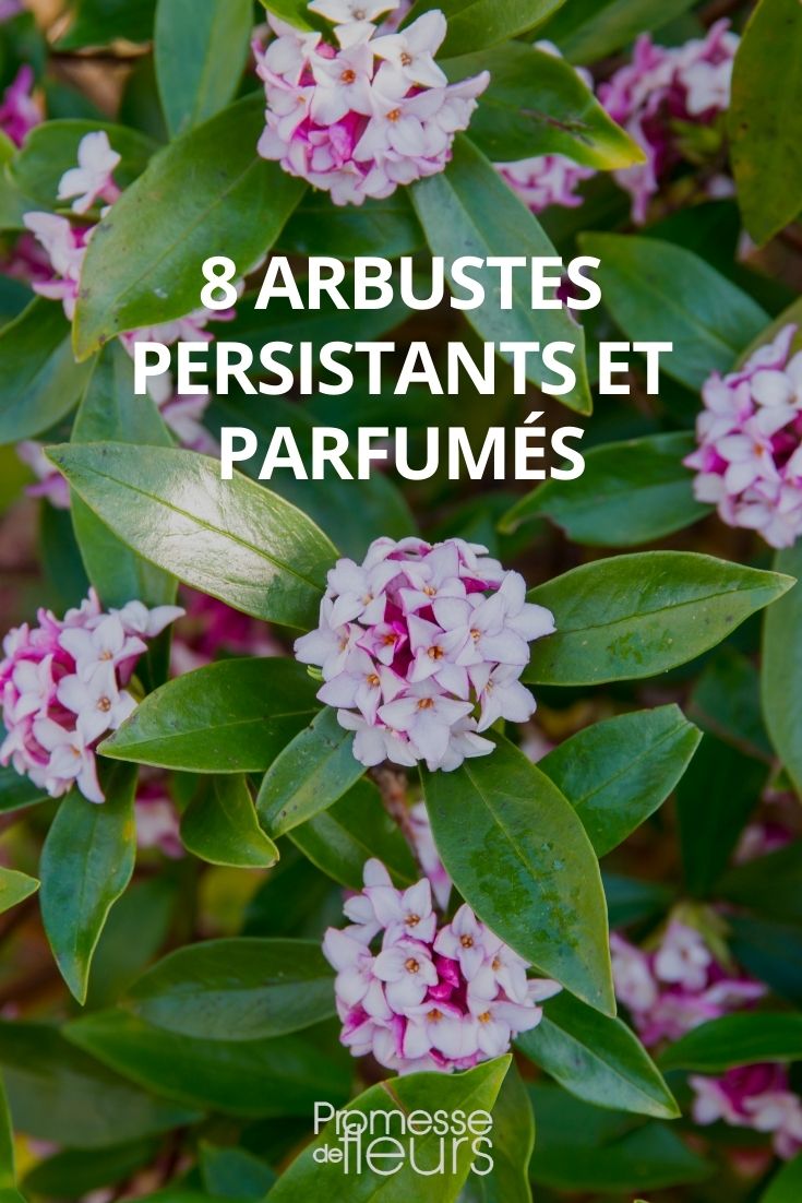 8 arbustos perennes y fragantes (1)