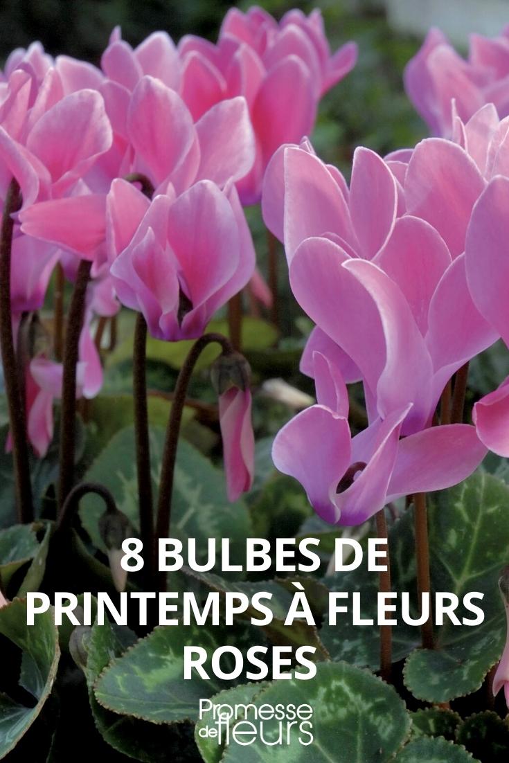 plantas de bulbo de primavera rosa