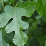 Arces poco conocidos