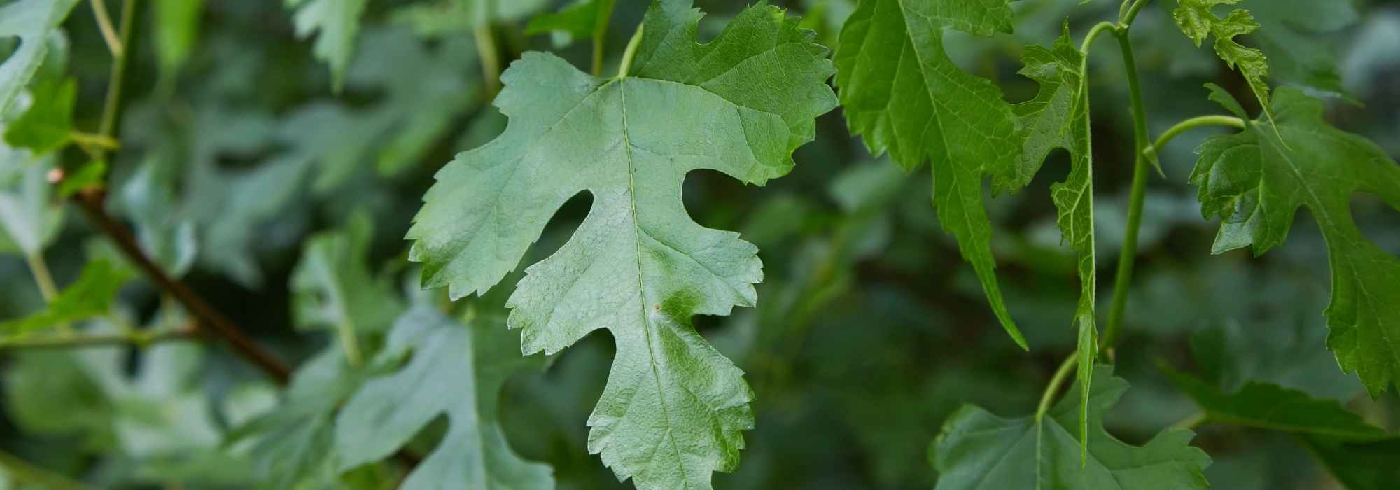 Arces poco conocidos