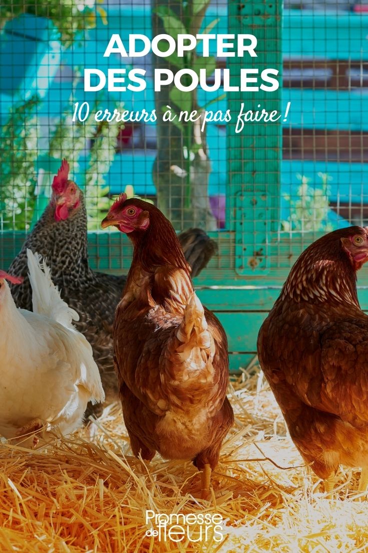 Errores que no debes cometer con las gallinas