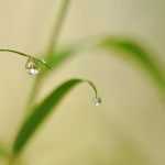 ¿Cómo regar bien un bambú en maceta?