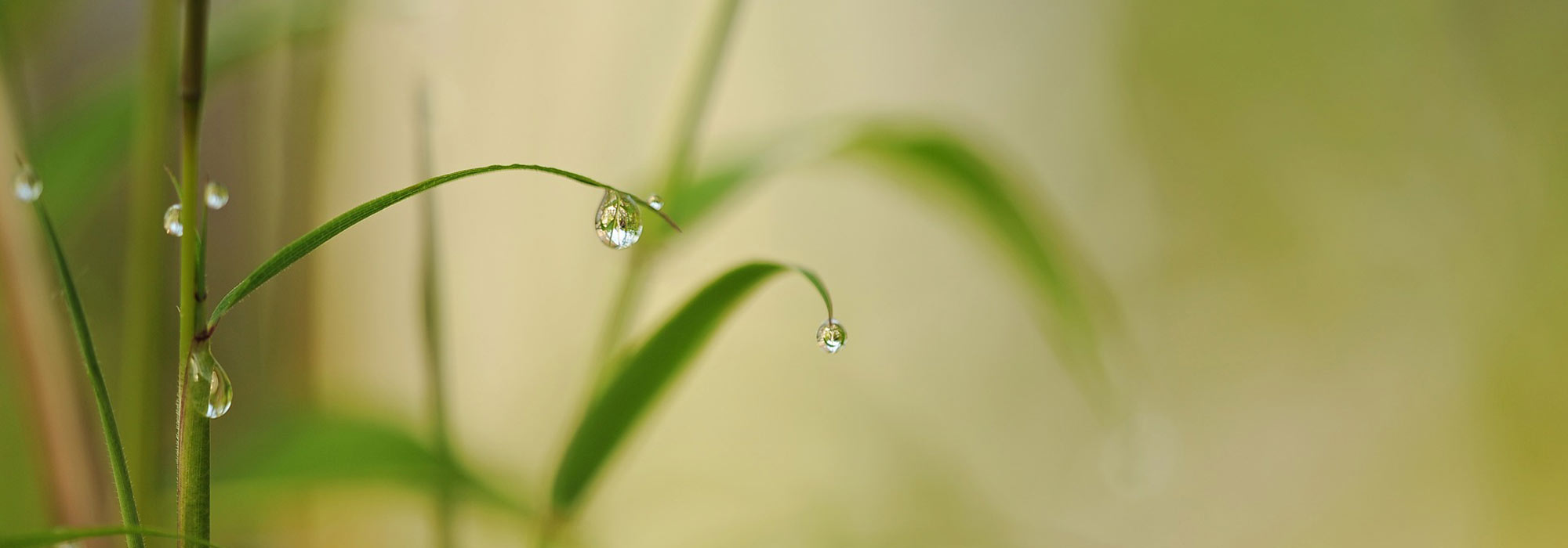 ¿Cómo regar bien un bambú en maceta?