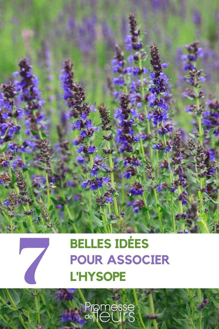 ideas asociaciones hyssopus