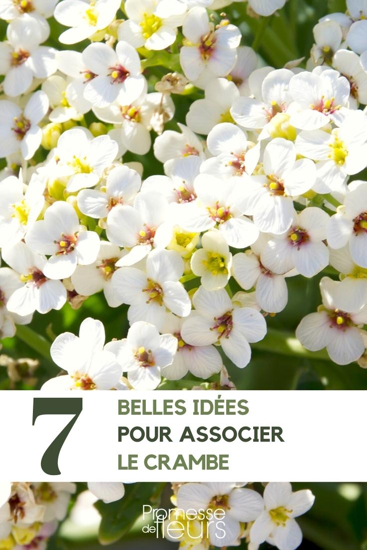 cómo asociar crambe cordifolia y crambe maritima