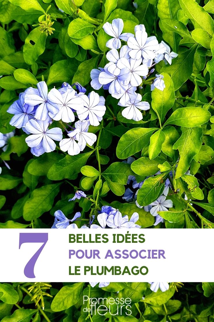 asociación plumbago jardín terraza macizo