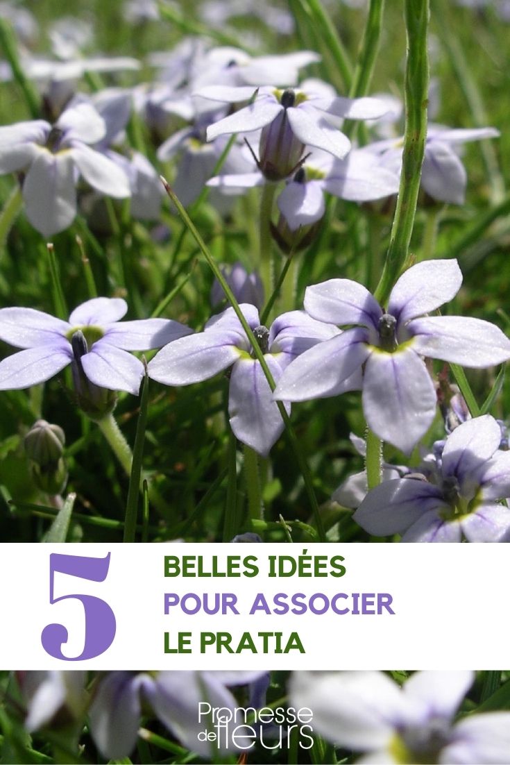 asociación de plantas cubresuelos