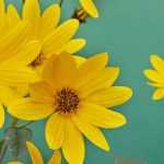 Combinar Helianthus
