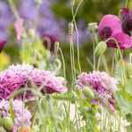 Asociar flores de color rosa