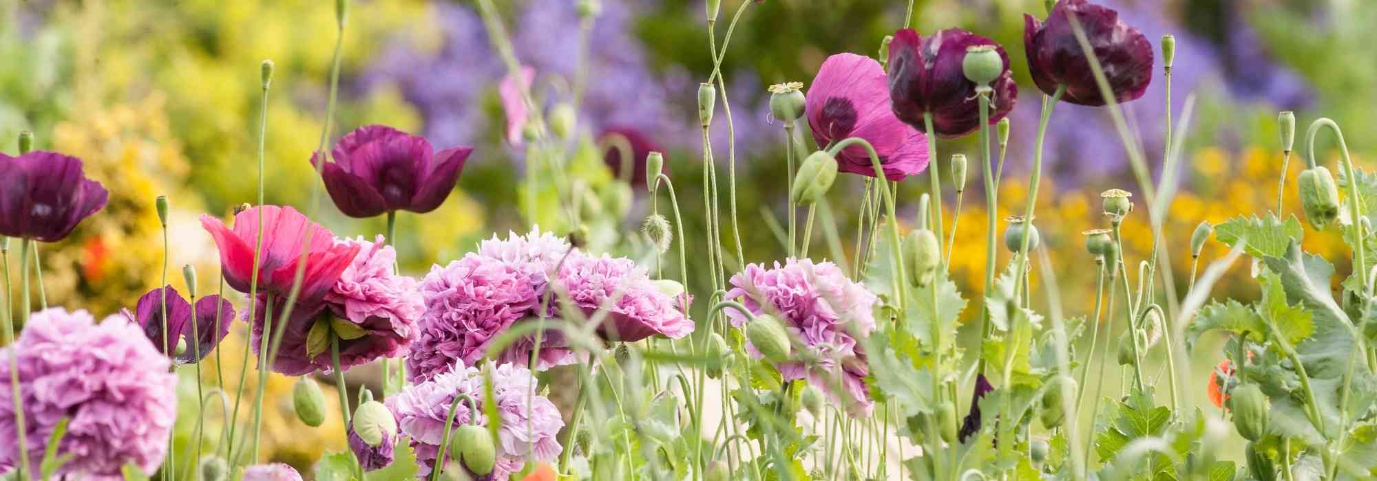 Asociar flores de color rosa