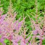 Asociar astilbes