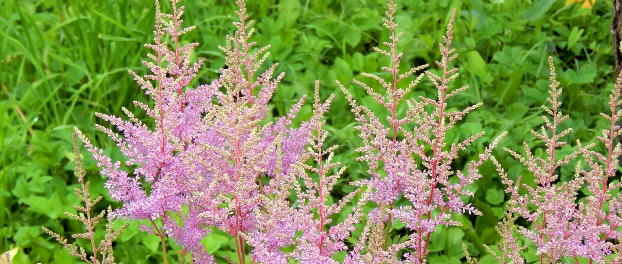 Asociar astilbes