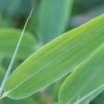 6 bambúes no rastreros de crecimiento rápido