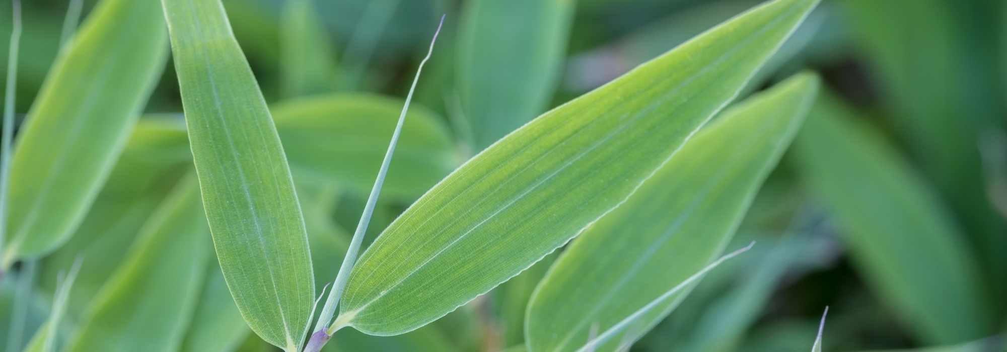 6 bambúes no rastreros de crecimiento rápido