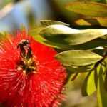 Esquejar un callistemon