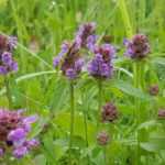 Prunela, Consuelda: plantar y cultivar