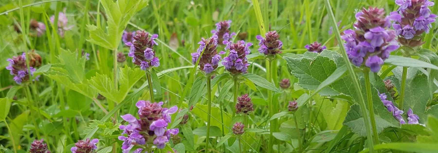 Prunela, Consuelda: plantar y cultivar