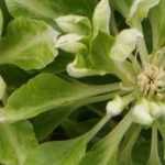 7 clemátides de floración original