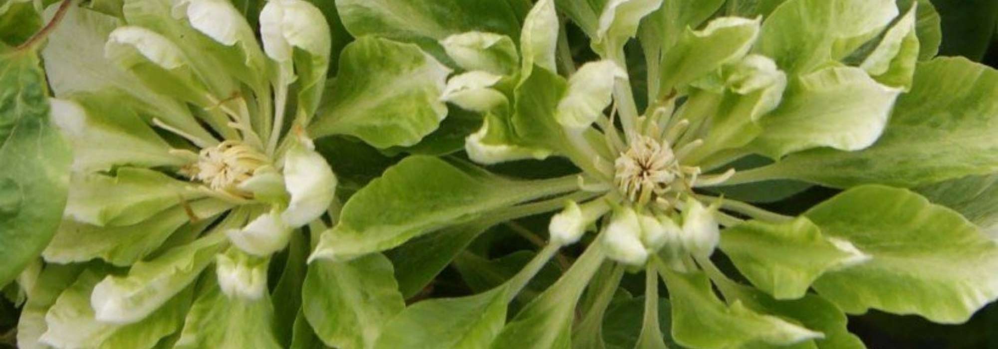 7 clemátides de floración original