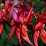 Clianthus puniceus, Pinza de langosta: plantar y cultivar