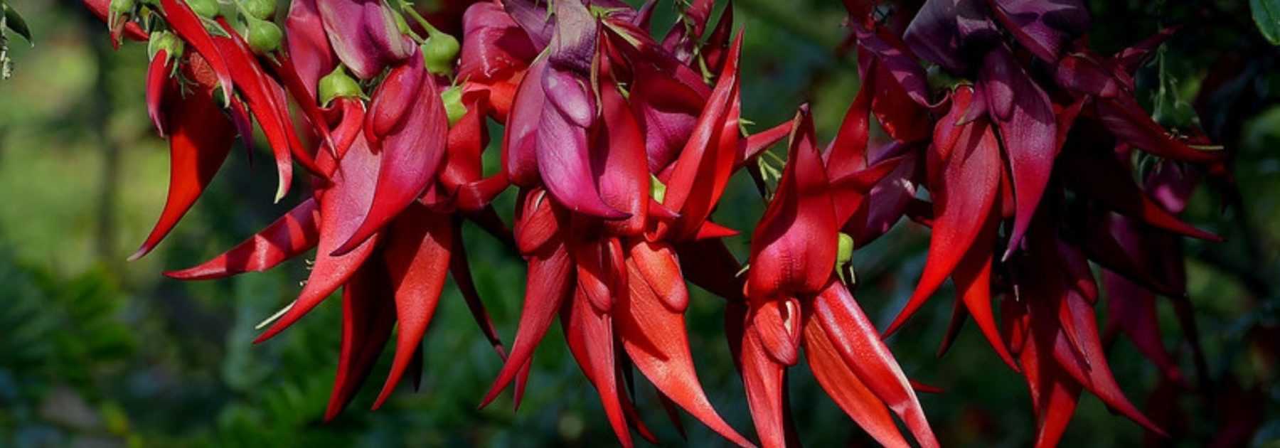 Clianthus puniceus, Pinza de langosta: plantar y cultivar