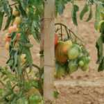 Fabricar tutores para tomates