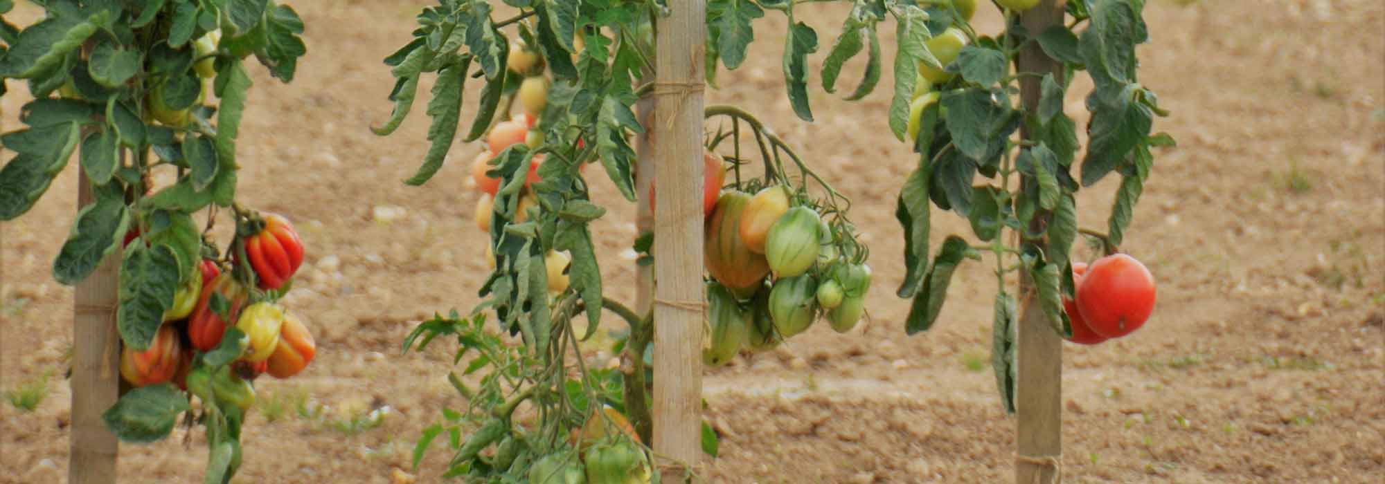 Fabricar tutores para tomates