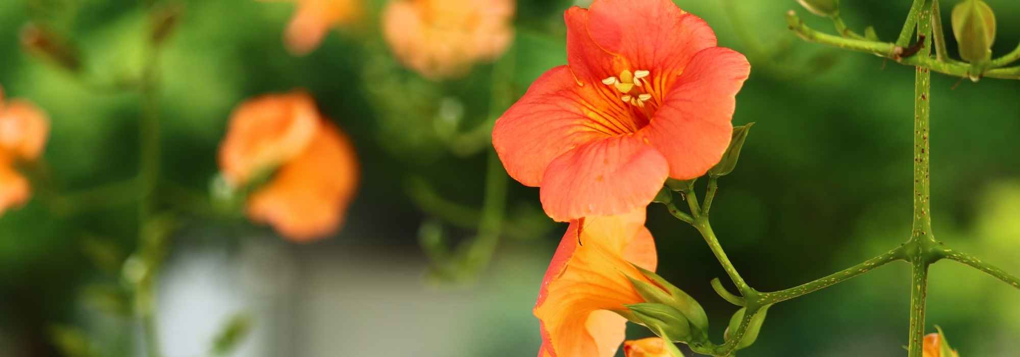7 plantas trepadoras con flores naranjas que no pueden faltar en tu jardín
