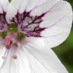 Combinar los Erodium