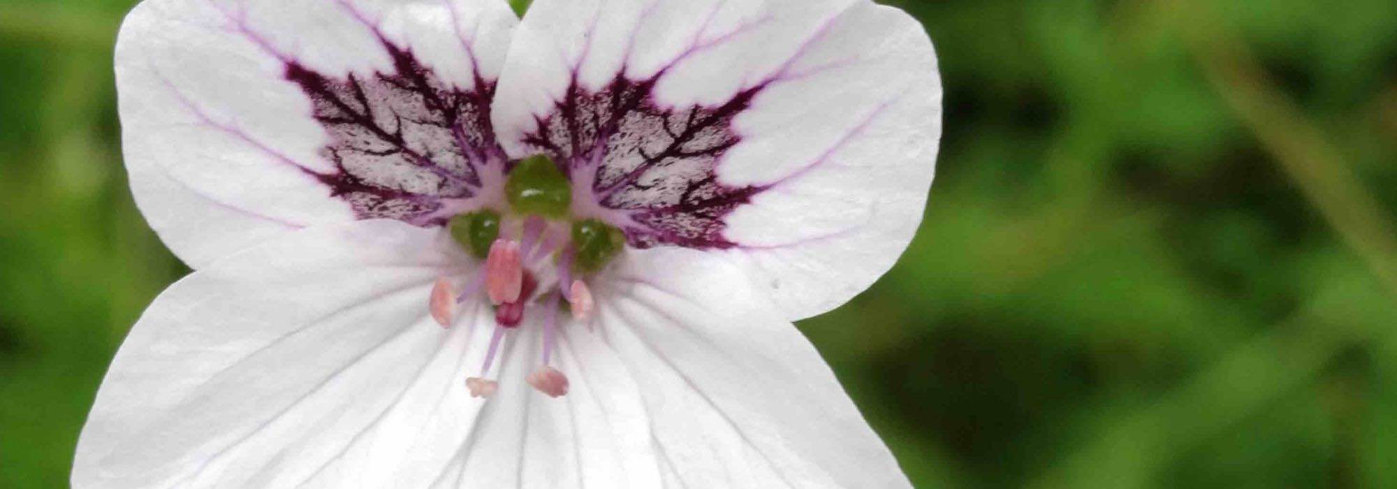 Combinar los Erodium