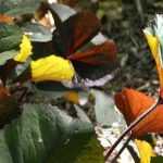 Elegir una ligularia