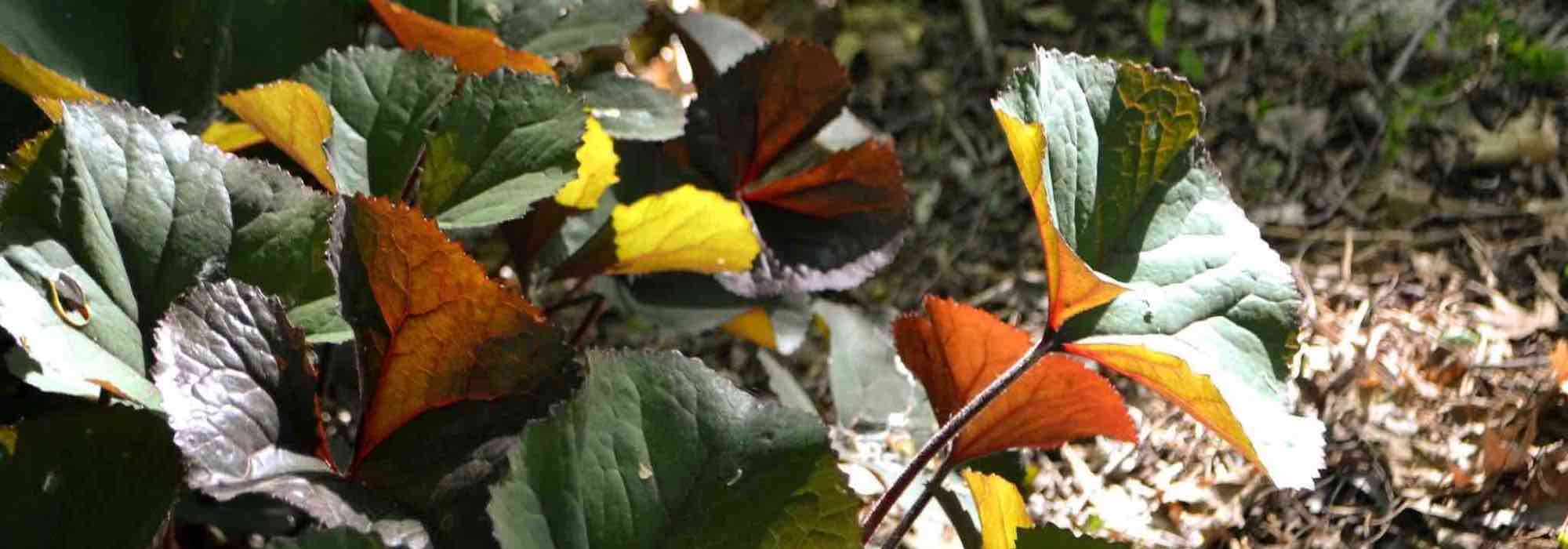 Elegir una ligularia