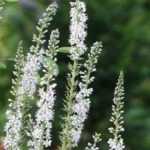 Combinar las lisimaquias