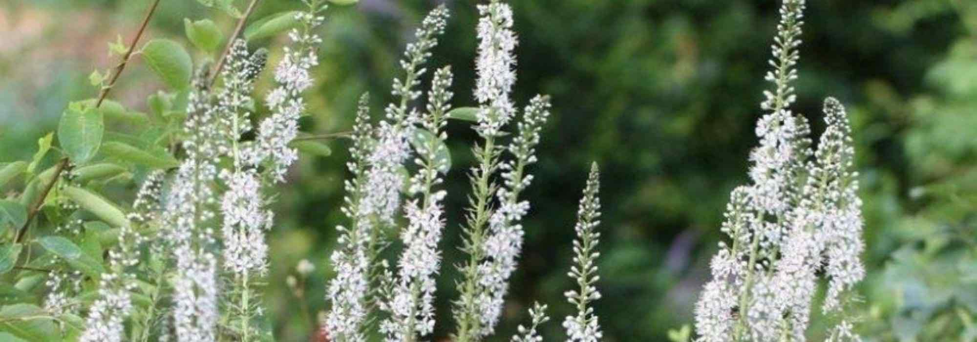 Combinar las lisimaquias