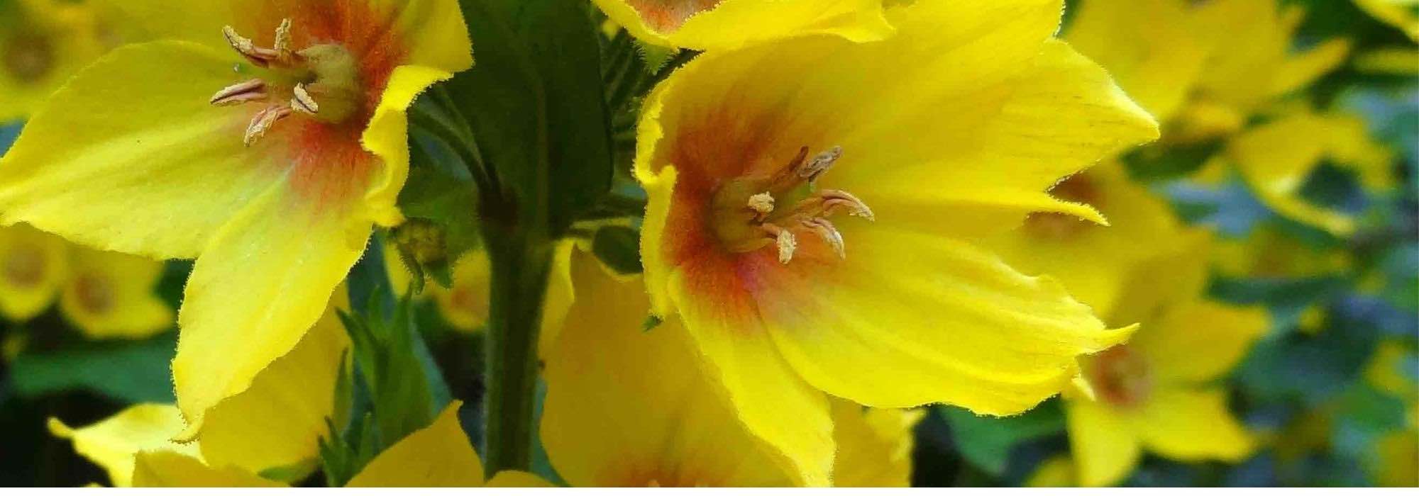 Elegir una lisimaquia