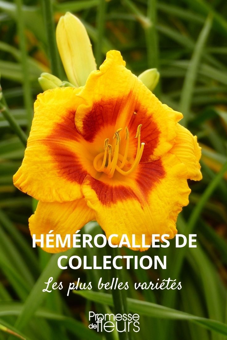 colección de hemerocallis