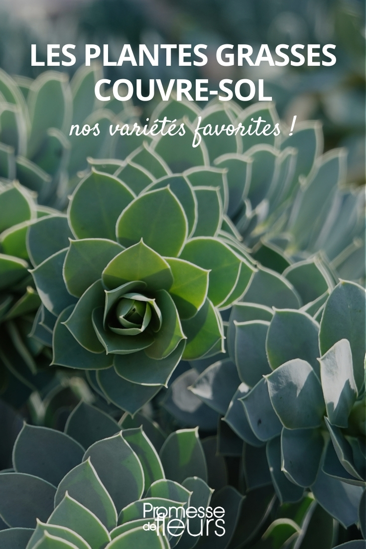 cubresuelos plantas suculentas