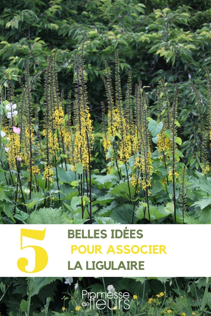 asociar ligularia ligularia