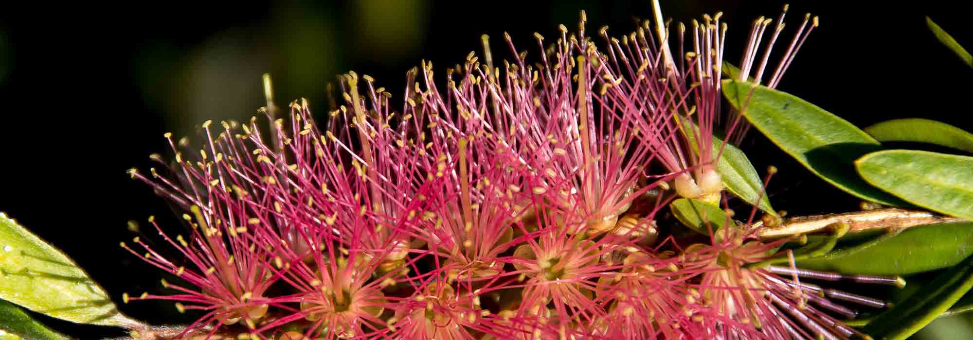 Enfermedades y parásitos del callistemon