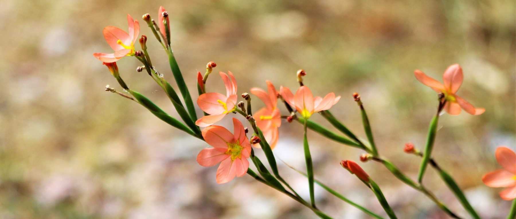 Moraea: Plantar, cultivar y cuidar