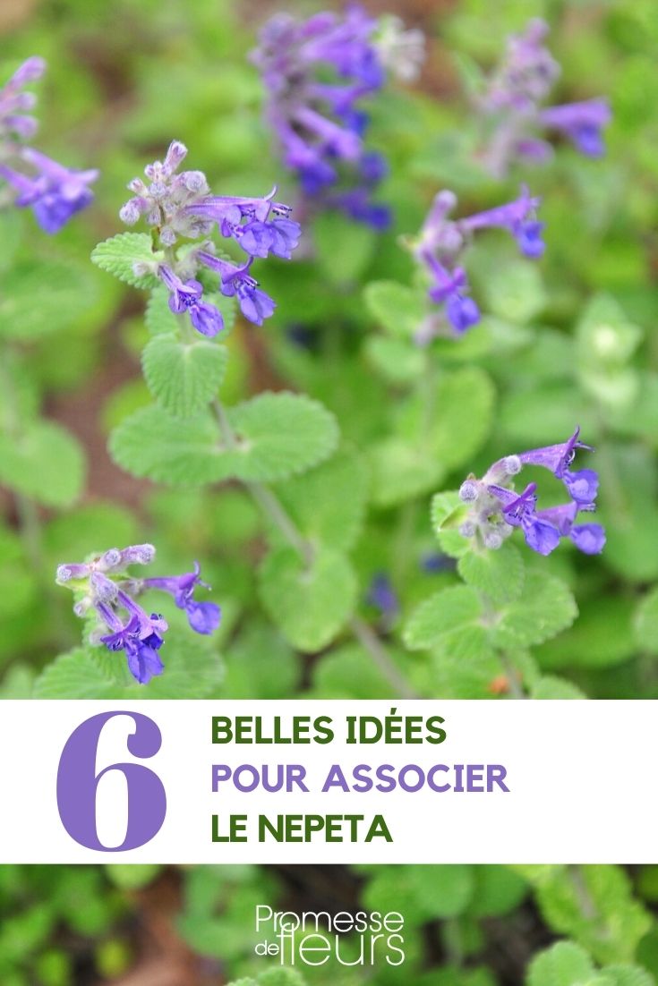 asociar nepeta cataire